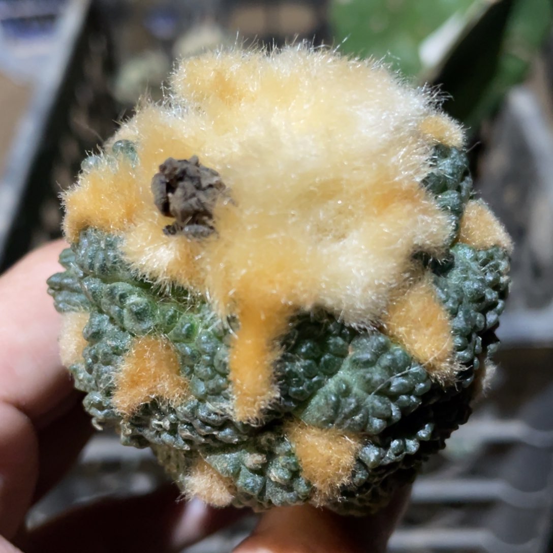 金毛龟甲连山牡丹 仙人球