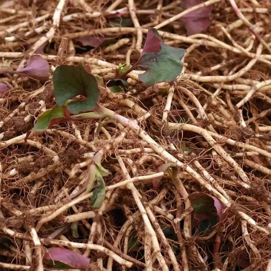 顺丰包邮-贵州特产新鲜现挖鱼腥草折耳根清热爽口可凉拌食用