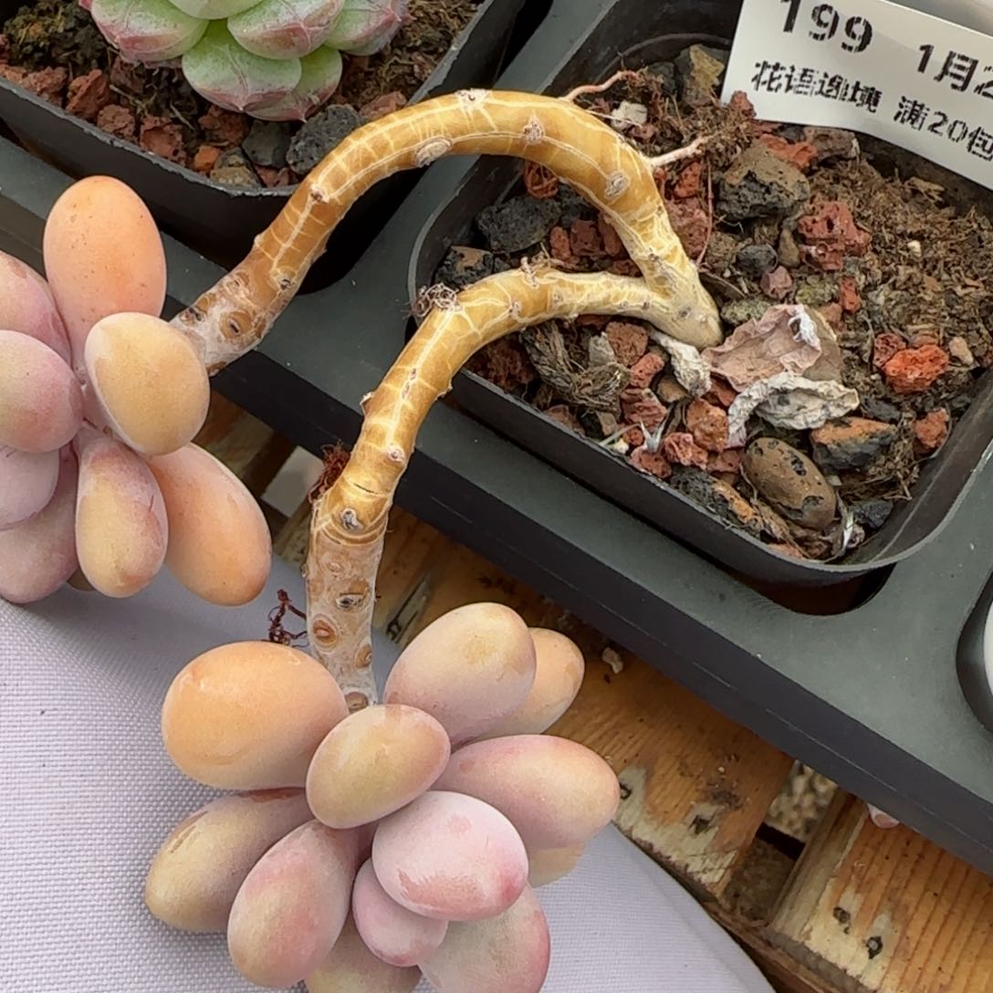 花语逸镜0128-199