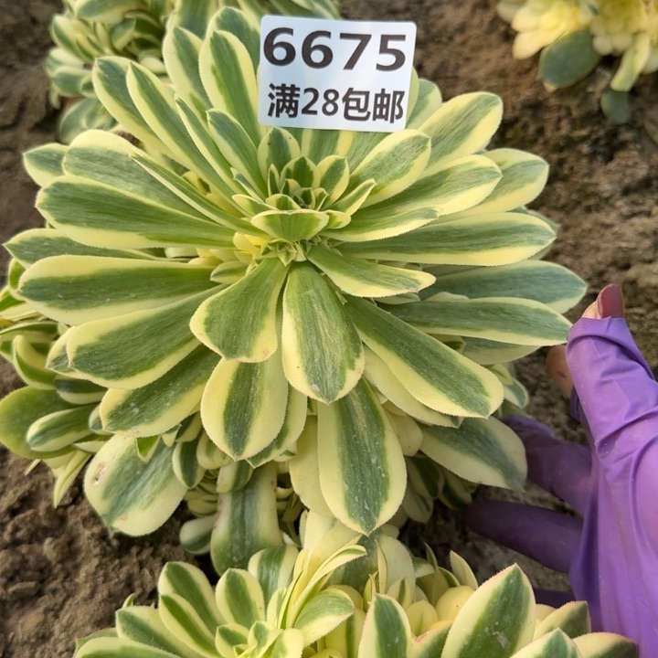 红*果6675一号棚辛尼亚M