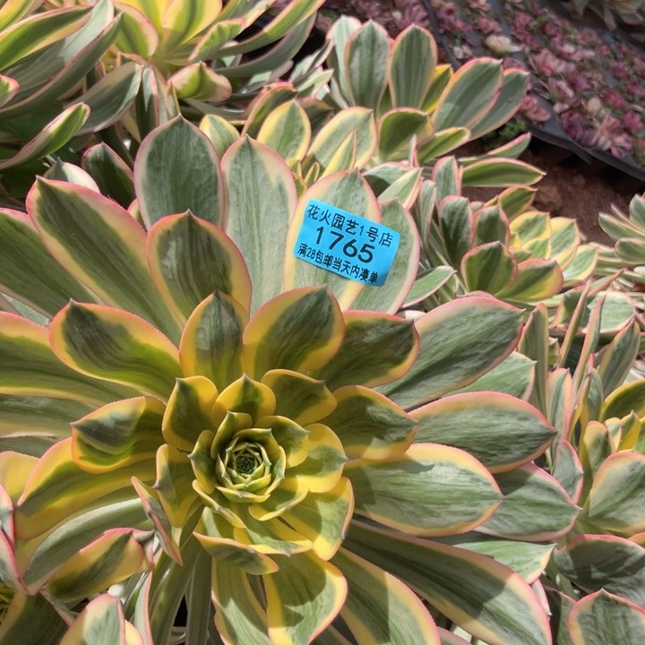 黄金灿烂1765多肉植物