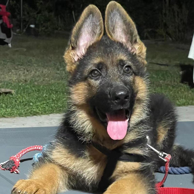 【佳乐】德国牧羊犬幼犬出售幼崽纯种黑背小狗活体宠物狗狗德牧幼犬