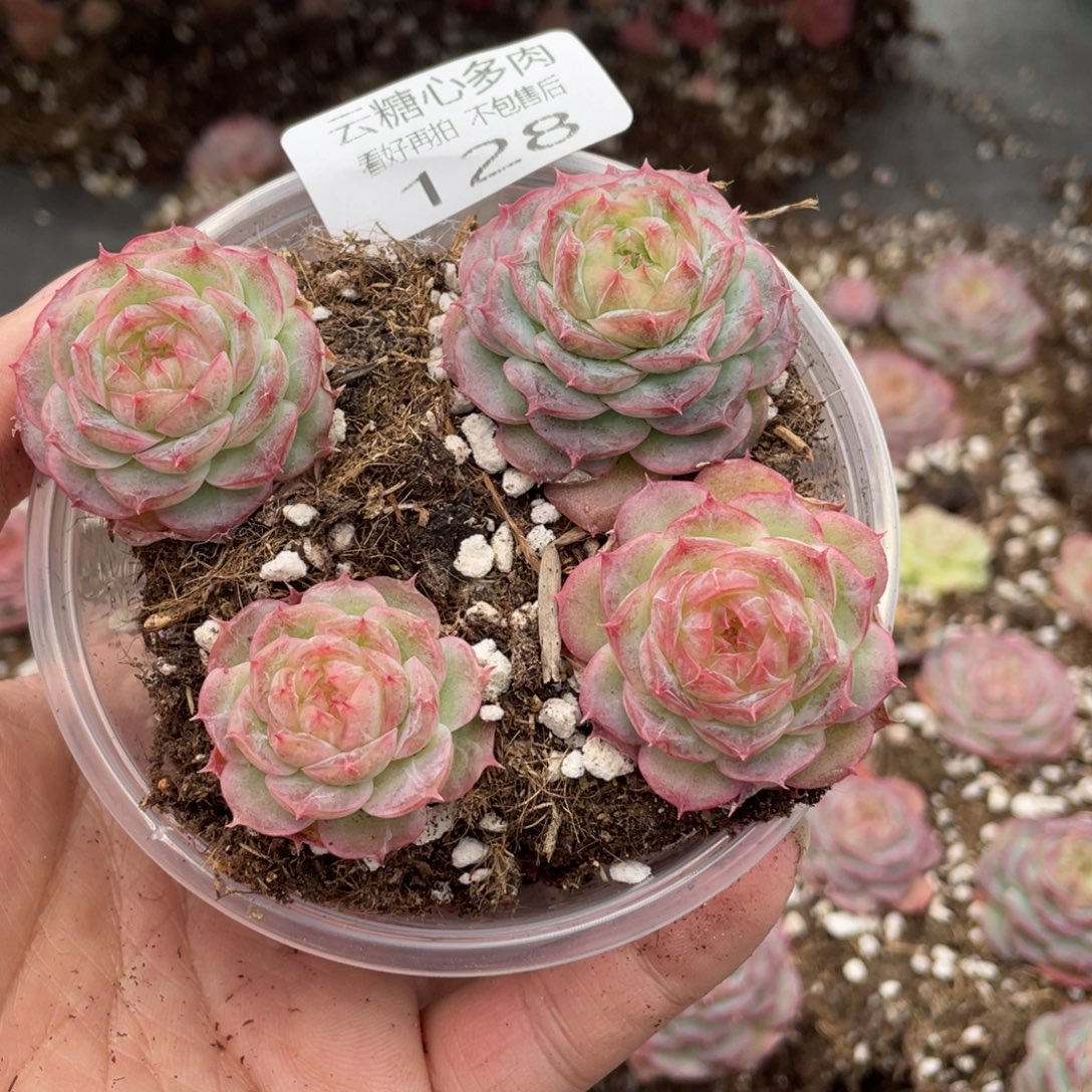 云糖心多肉植物128