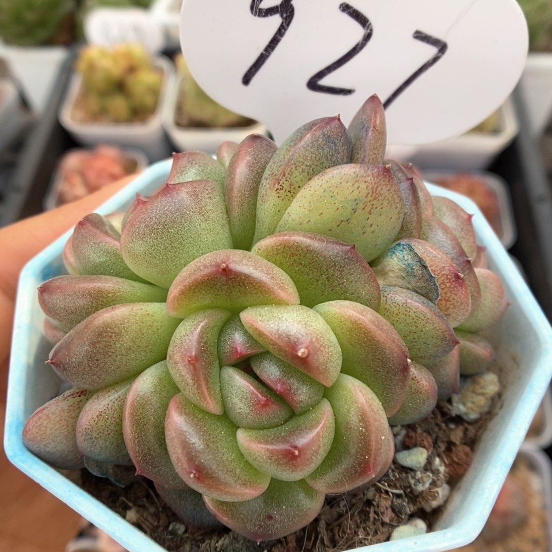 暮云新品群生927号。  