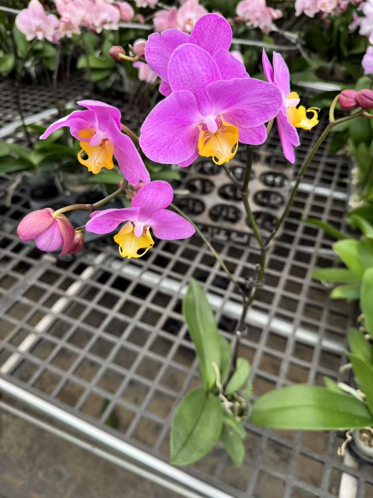 蝴蝶兰【幻想】昆明直发