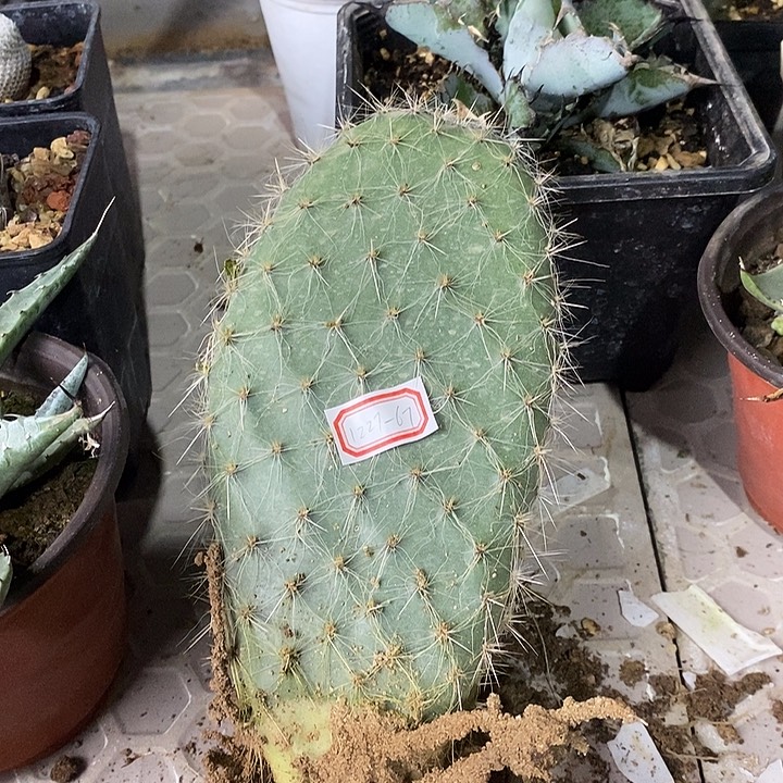 完美主义者勿拍银世界122767