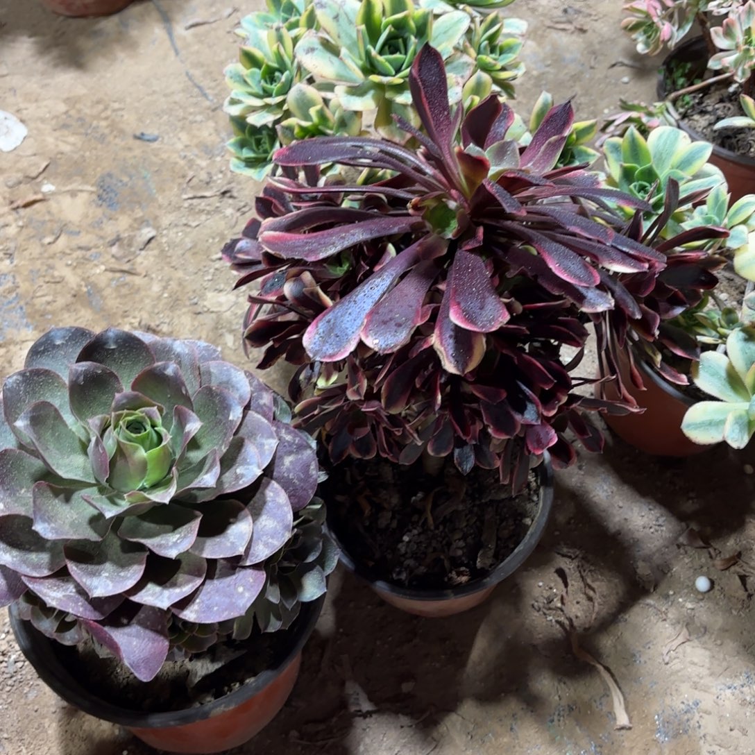 魅金欧嘉莉9.9多肉植物