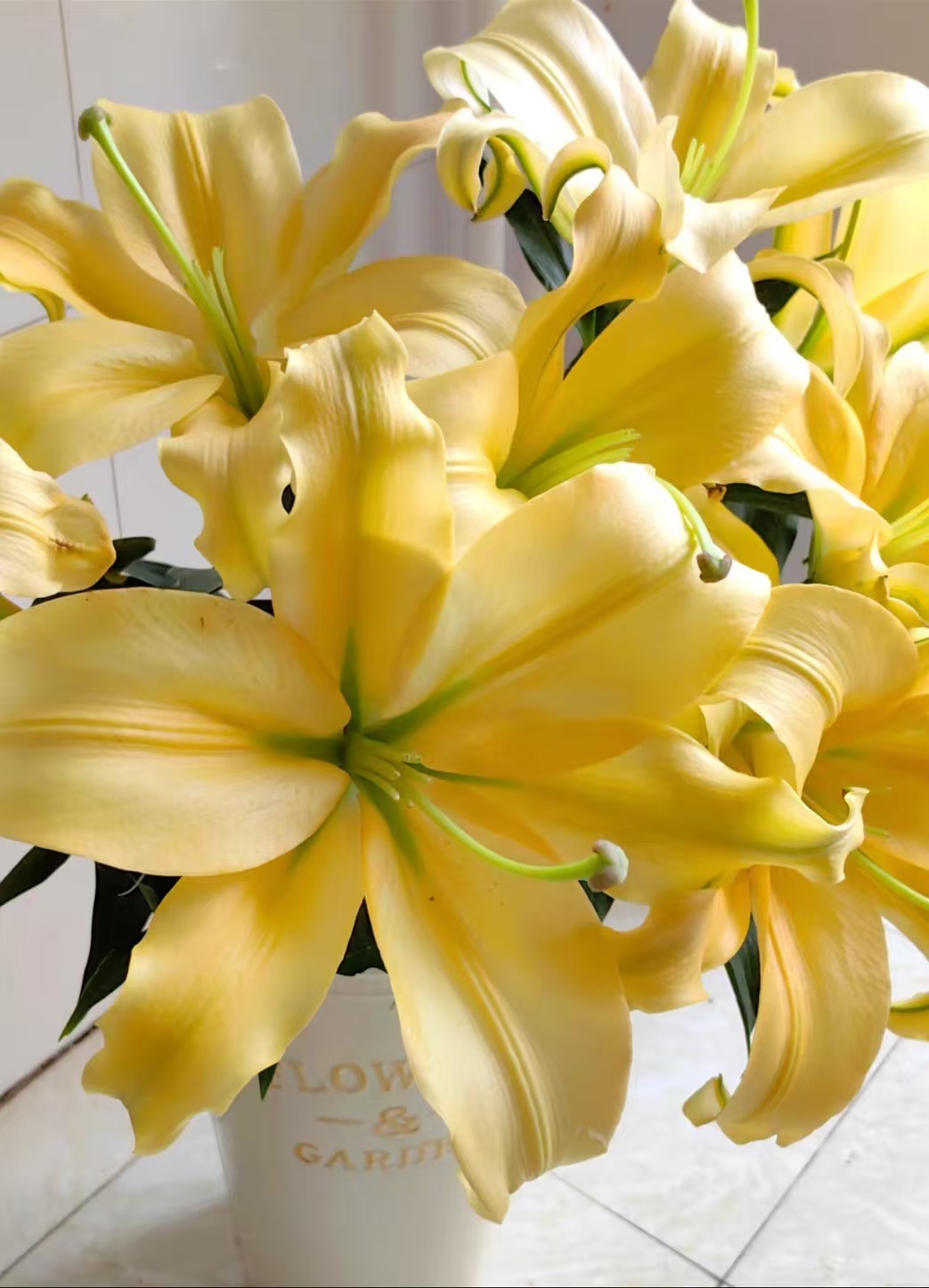 【皇帝】单瓣中香型四季可种庭院盆栽