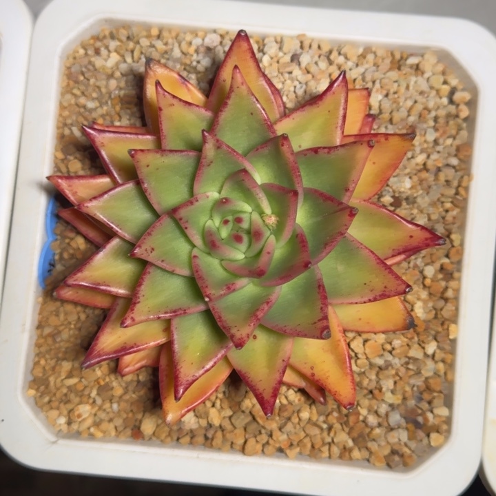 黄金米勒 单头 一物一拍