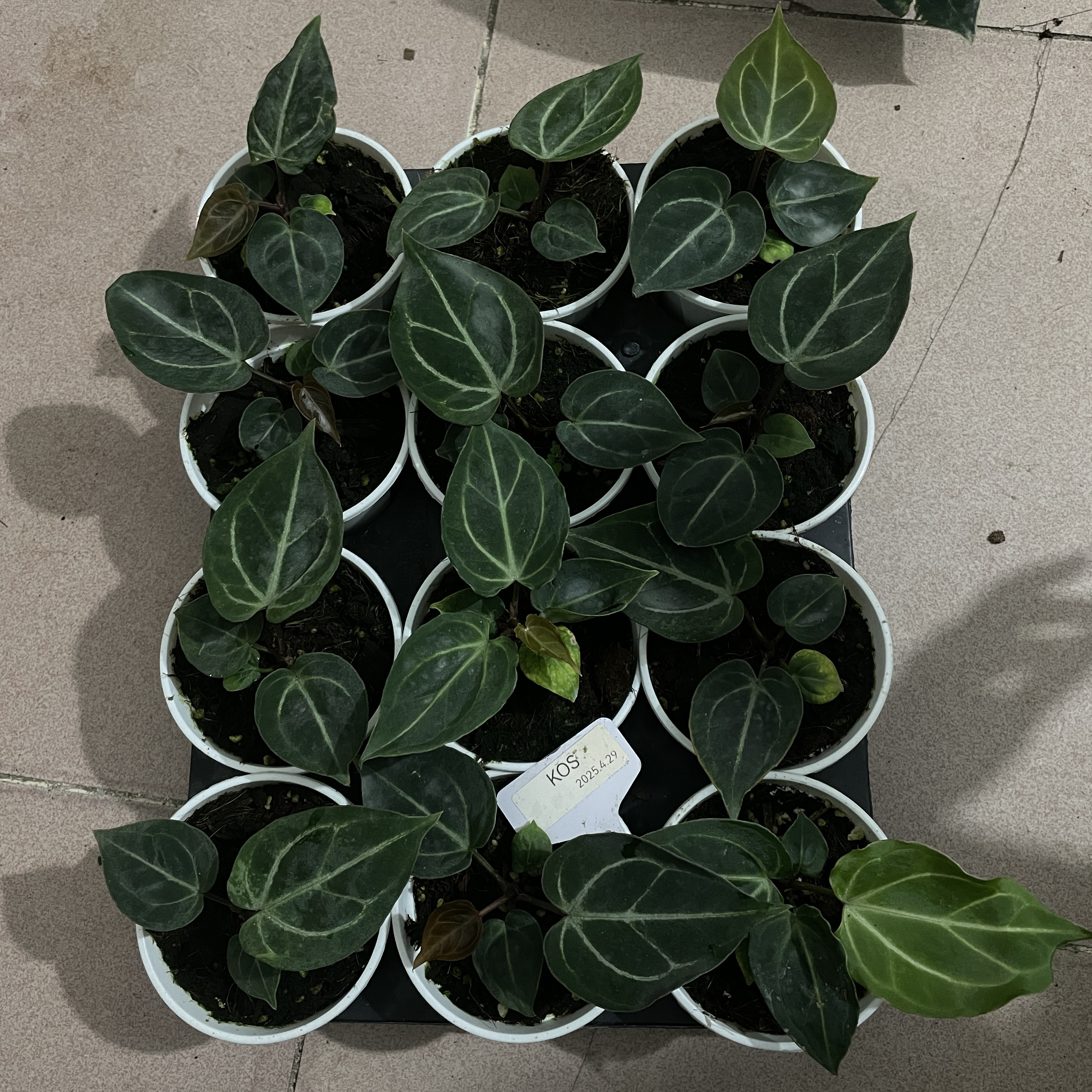 水晶脉KOS花烛圆脸粗脉