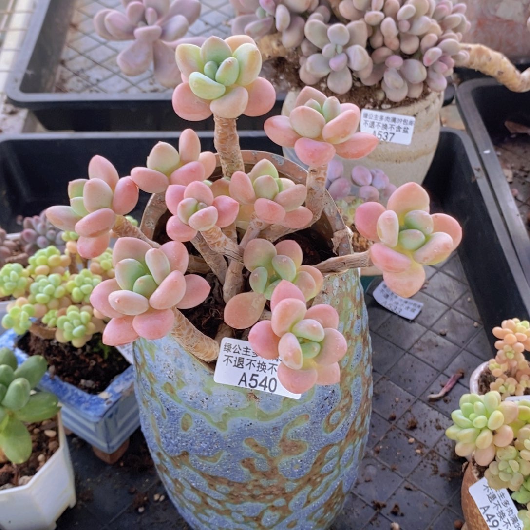 花朵洛神老桩14cm540多肉植物