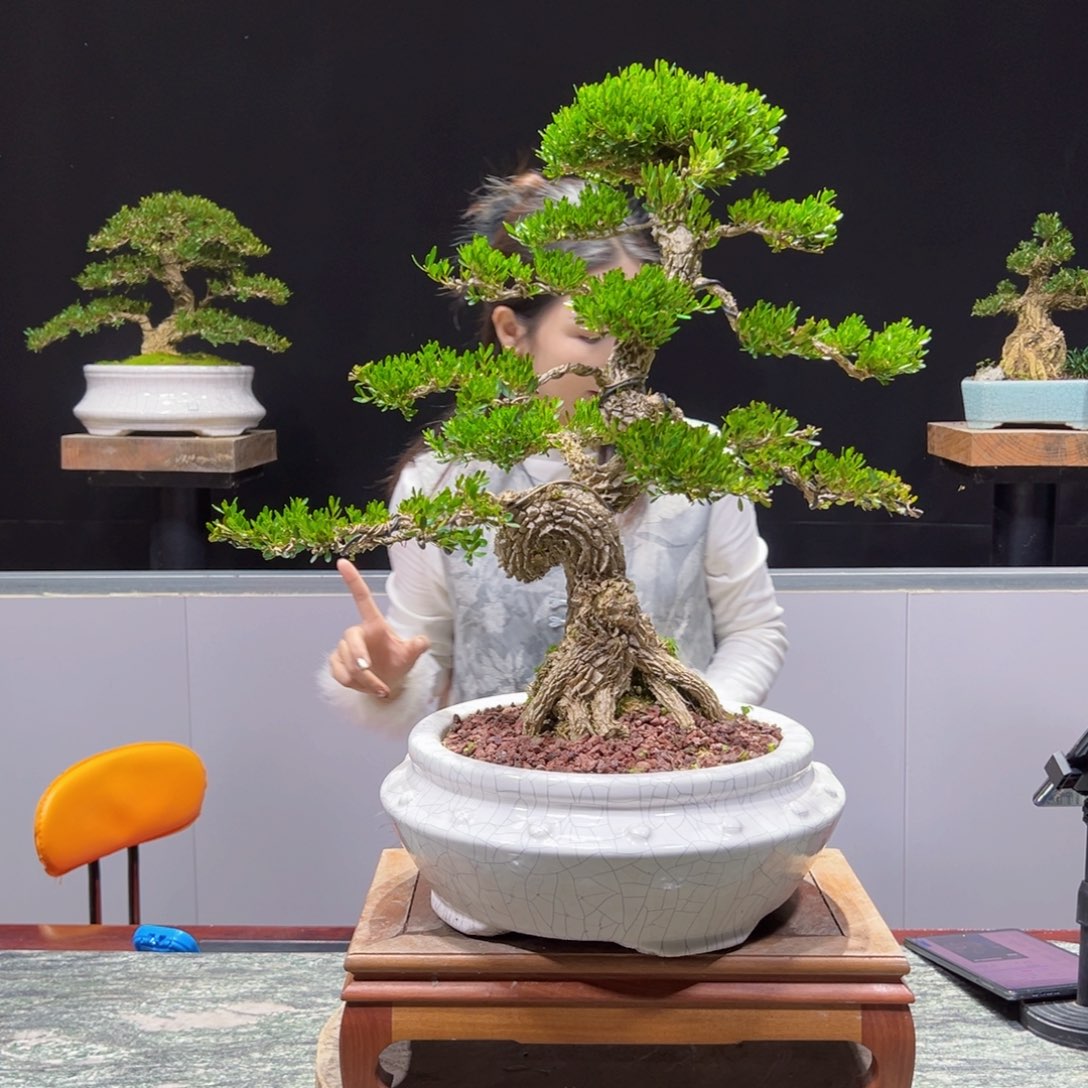 绿植黄杨盆景盆景
