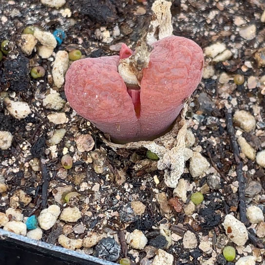 5-113风铃多肉植物