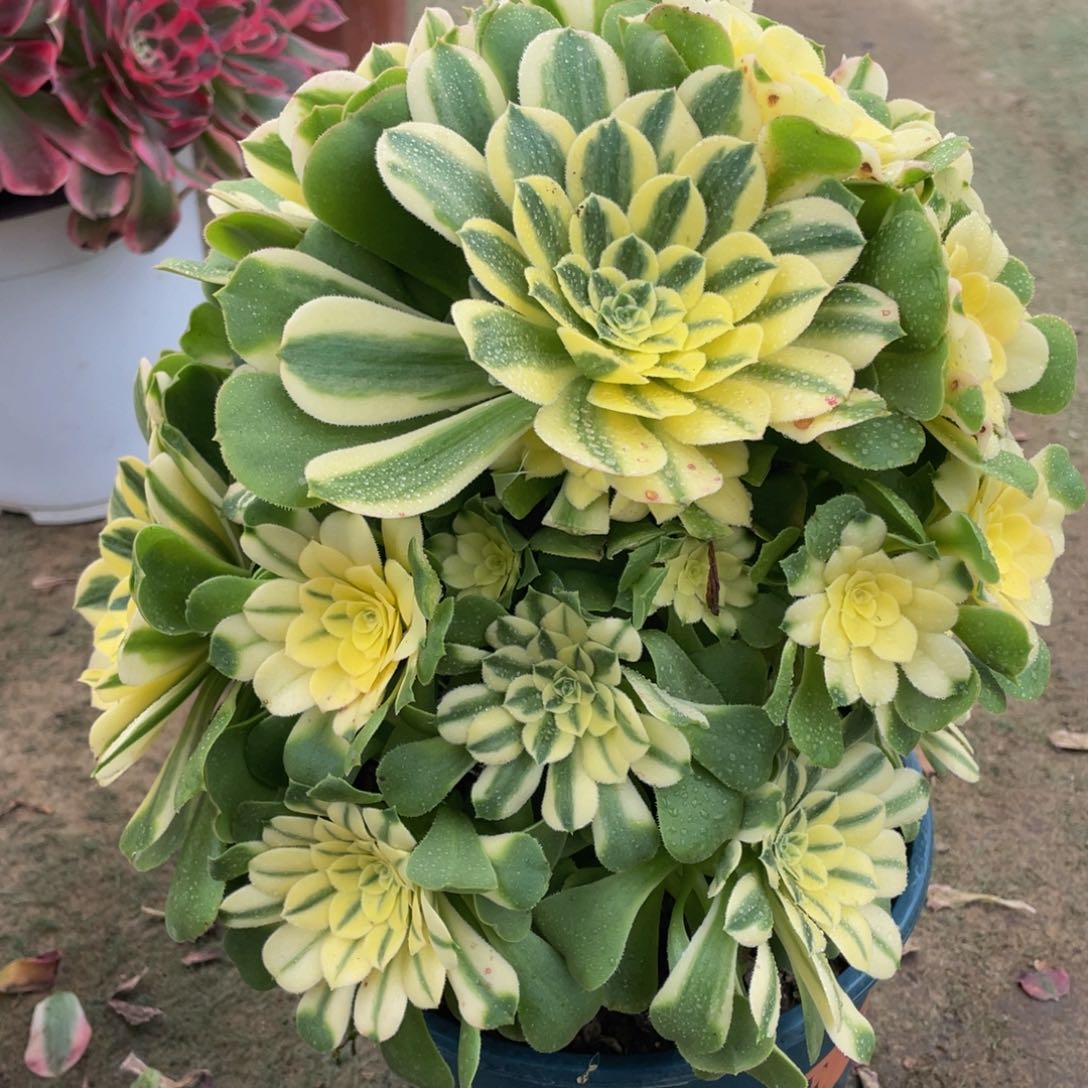 609辛尼亚精品法师多肉