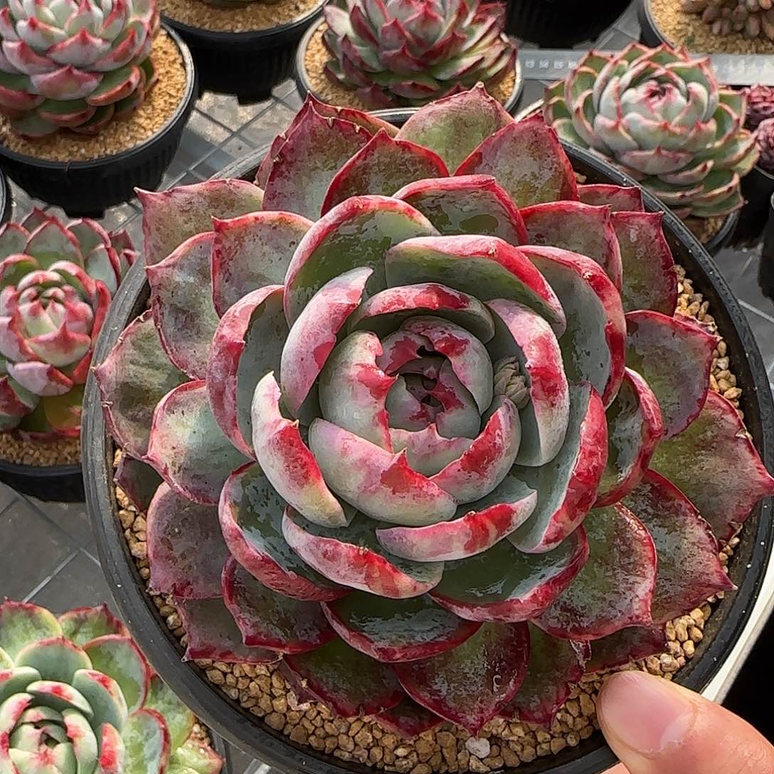 从前慢甄选多肉编号0122-惊鸿仙子