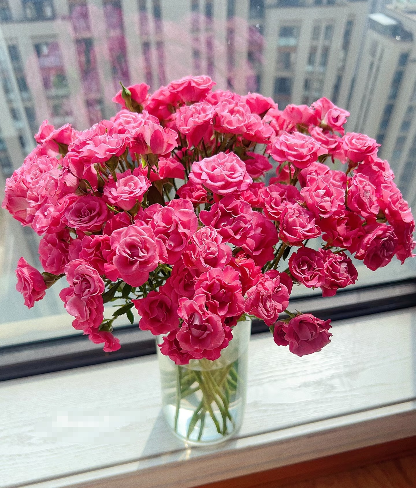 星河湾多头玫瑰【2度 以下地区必须拍保温棉，没拍的冻坏不售后】