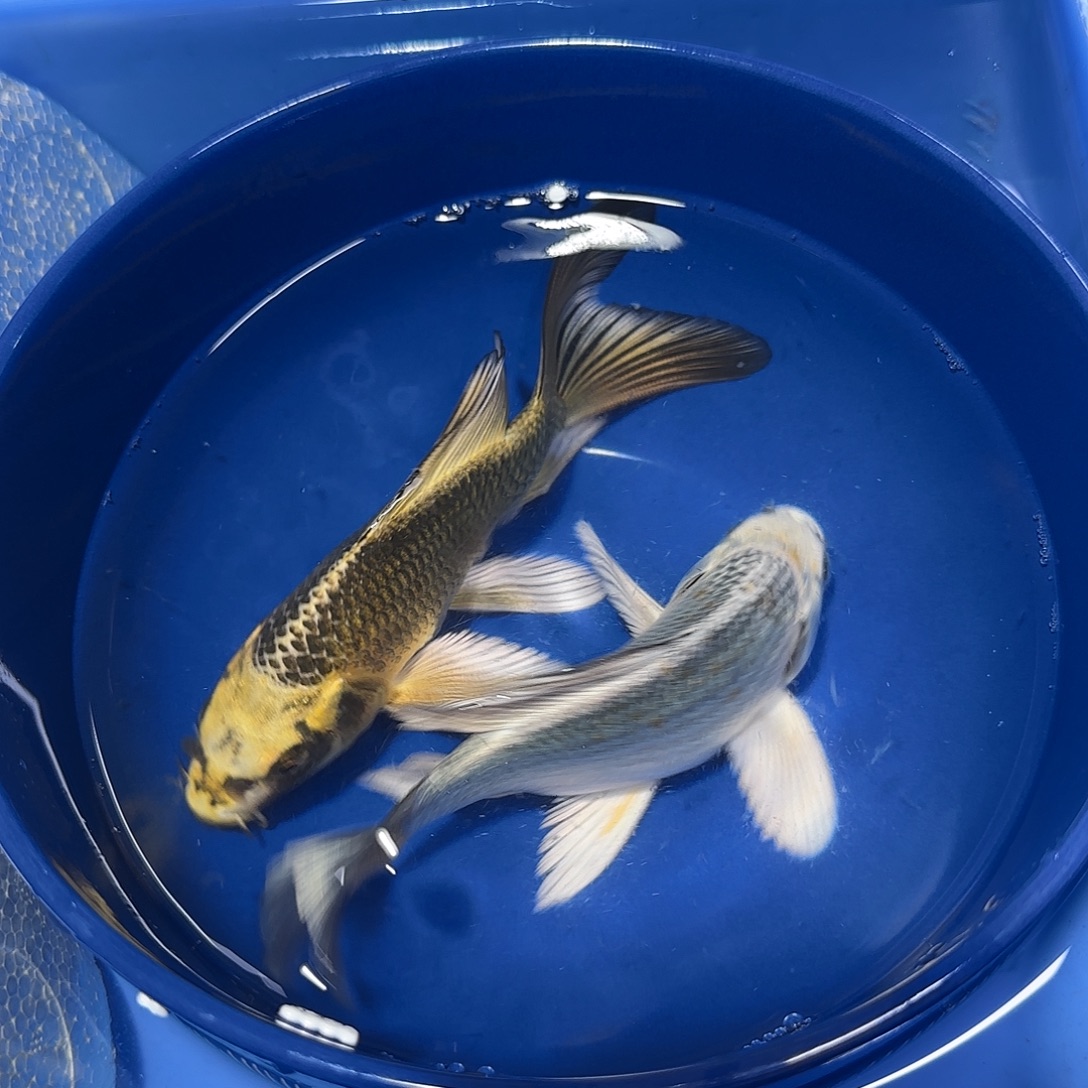 蝴蝶鲤鱼一金一银