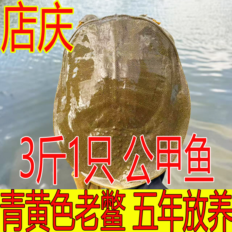 青黄色 公甲鱼 3斤1只 黄油鲜活甲鱼外塘散养生态鳖水鱼团鱼王八