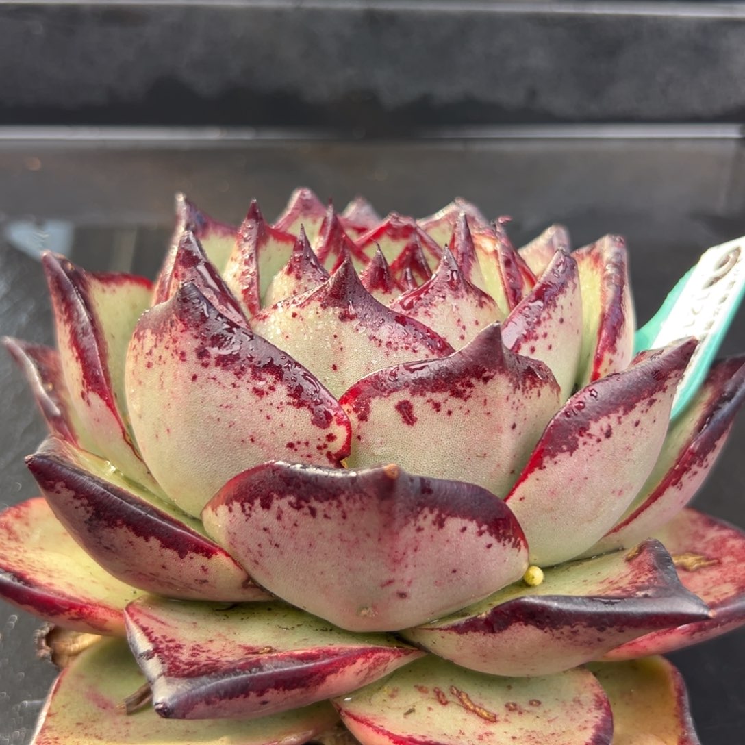 C***e从前慢花园多肉编号1211-146