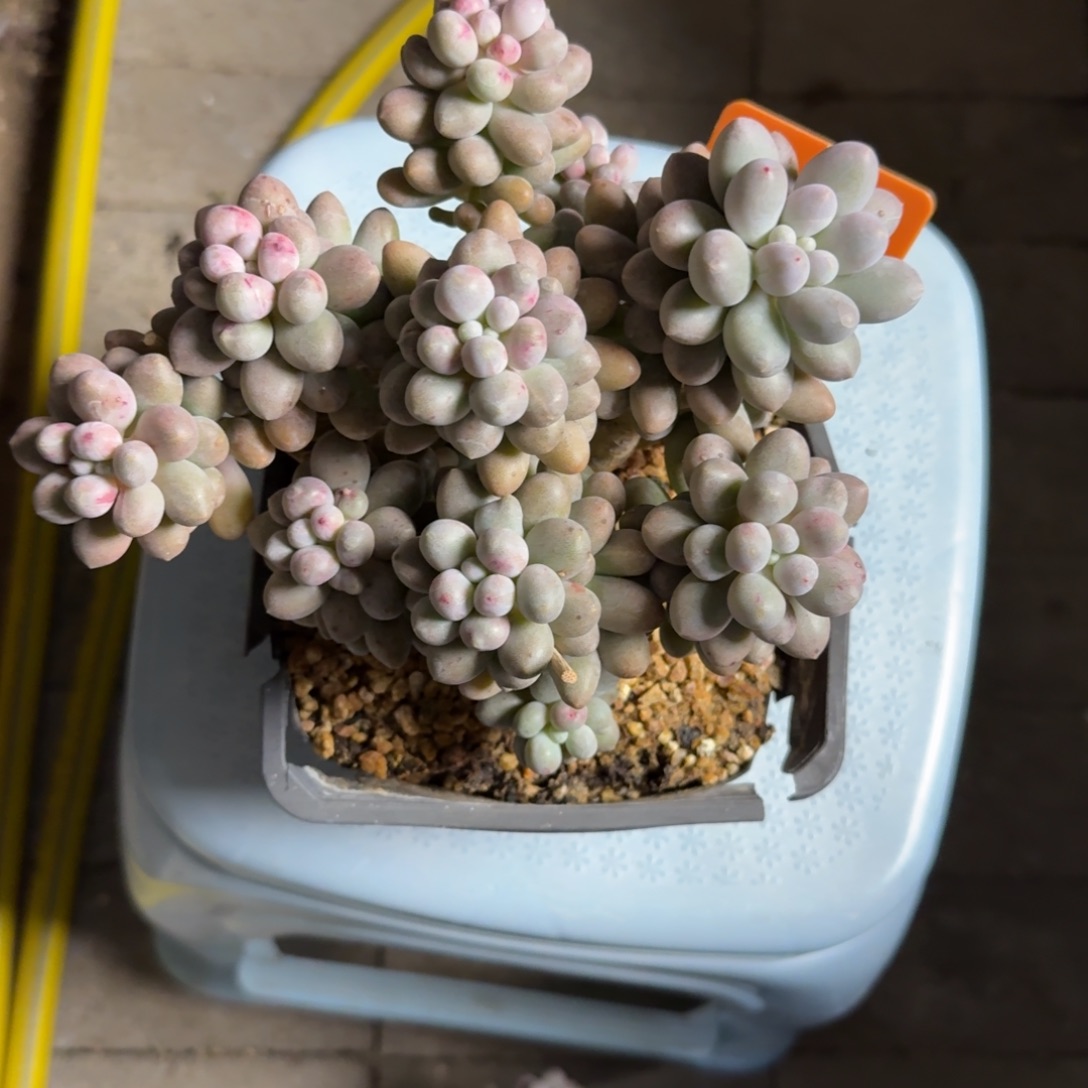 ****李1111111111111111111111111