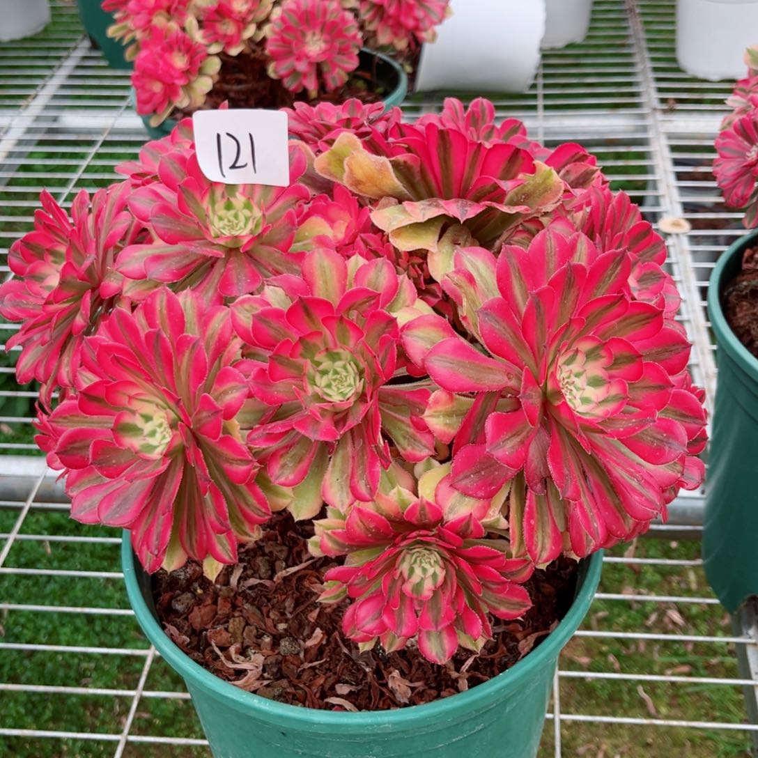 一物一拍多肉法师121