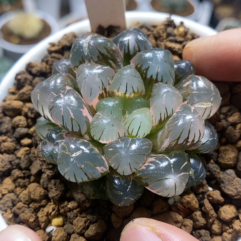 【闪购商品】172 ob冰灯