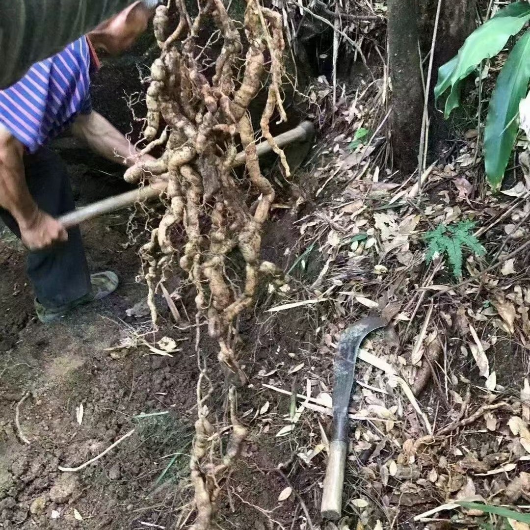 广东野生鸡肠风，鸡肠薯野生鲜货巴及
