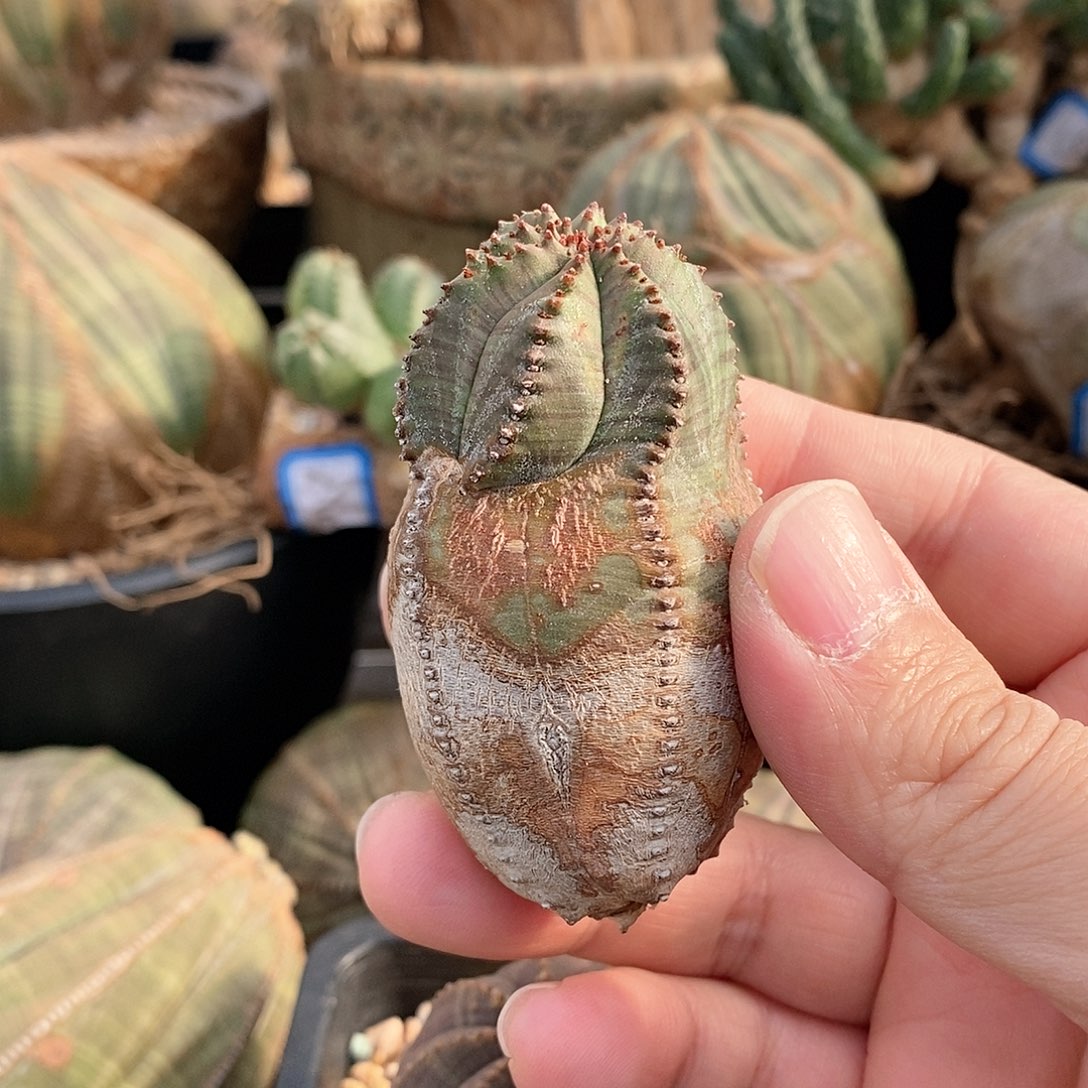 欧系布纹球精品一物一拍