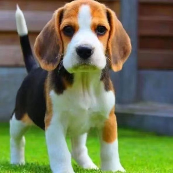 狗狗活物大耳朵比格幼犬