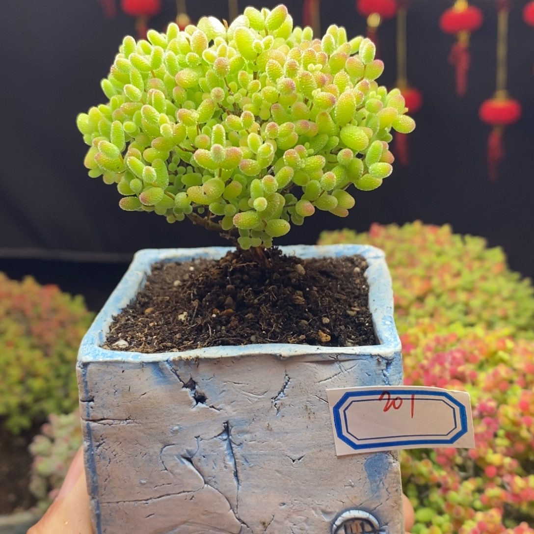 201号蜜橘糖球枝干（带盆）