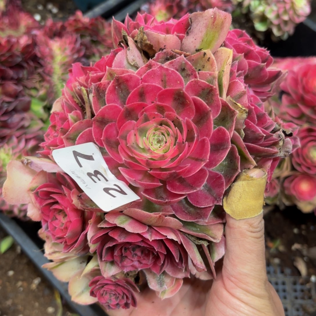 237多肉植物倾城