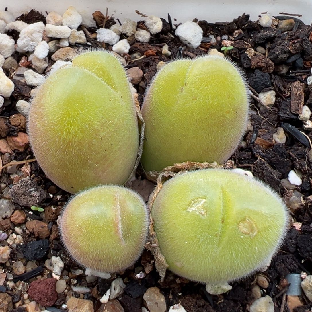 1.12好看的多肉648