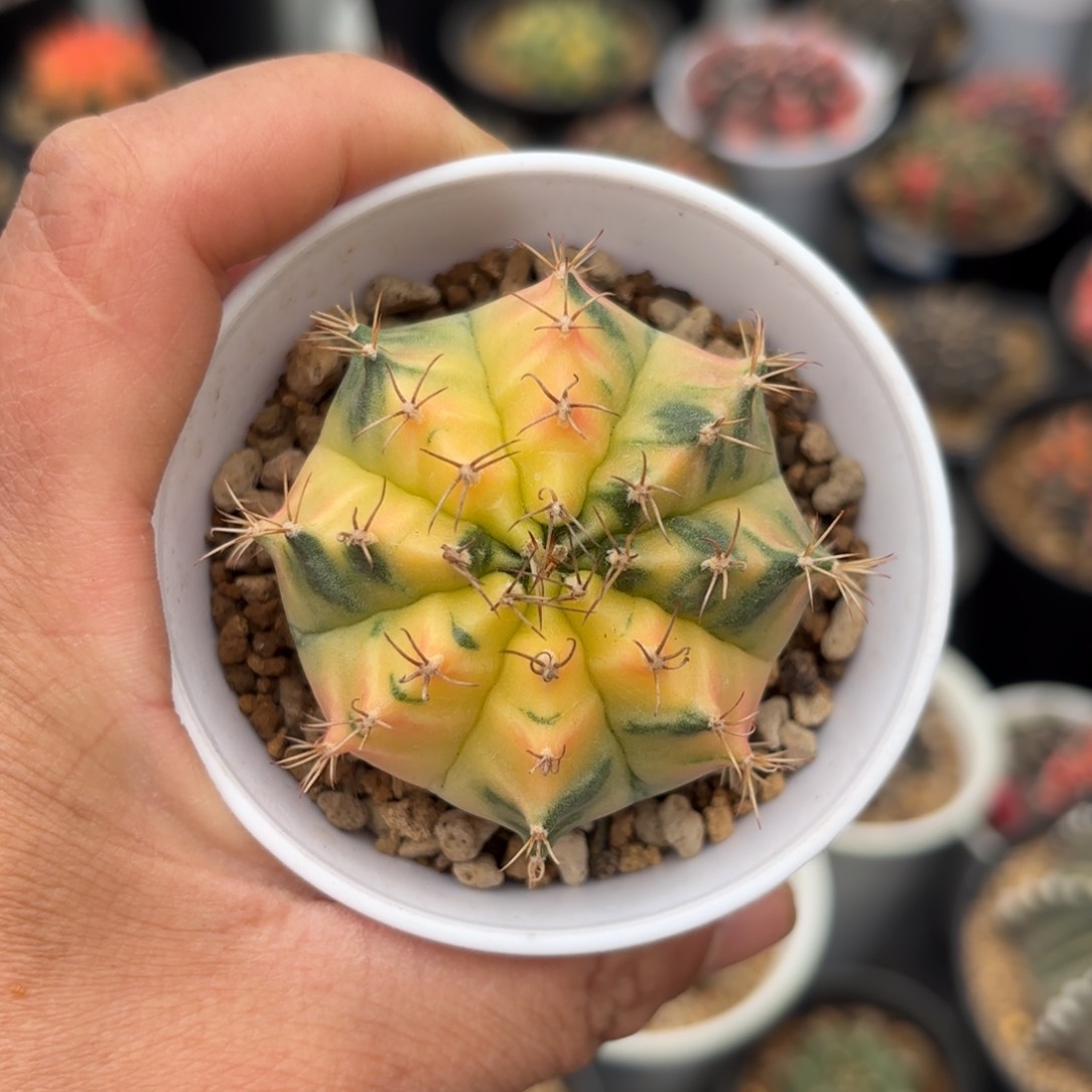 泰系实生米哈仙人球601