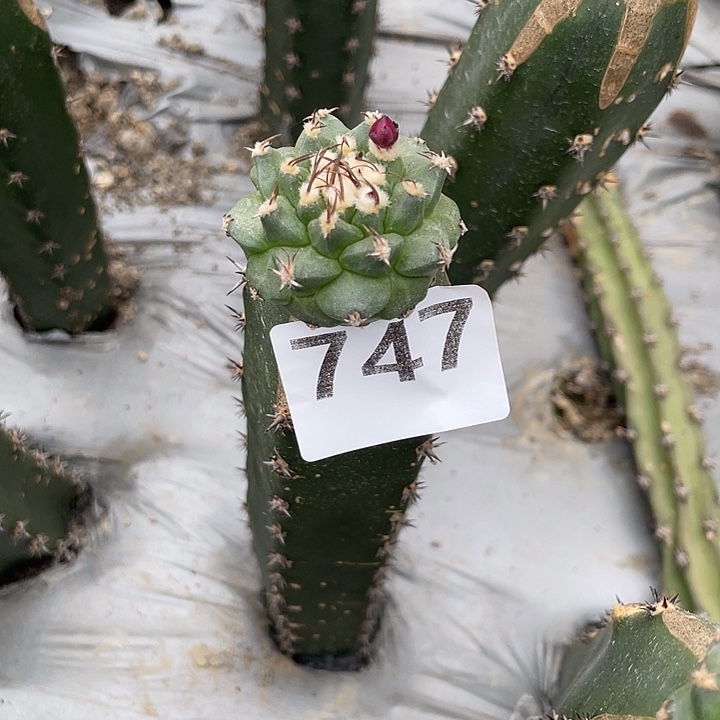 灵***犀747号袖蒲苗接赤化娇丽单头