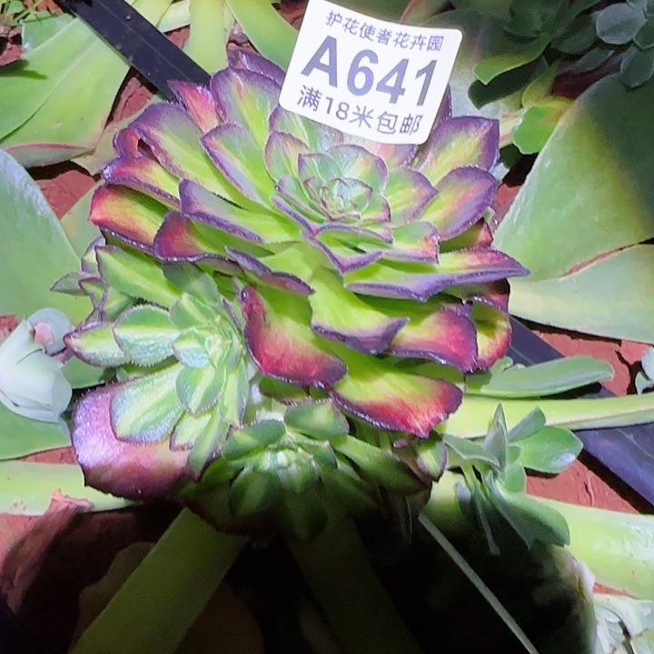 多肉法师海王七彩