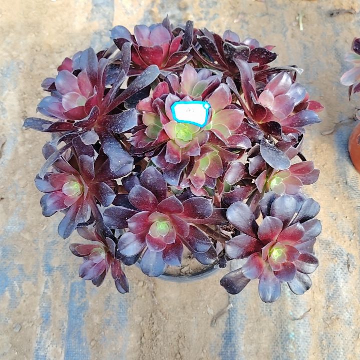 42号老桩紫阳蓉法师