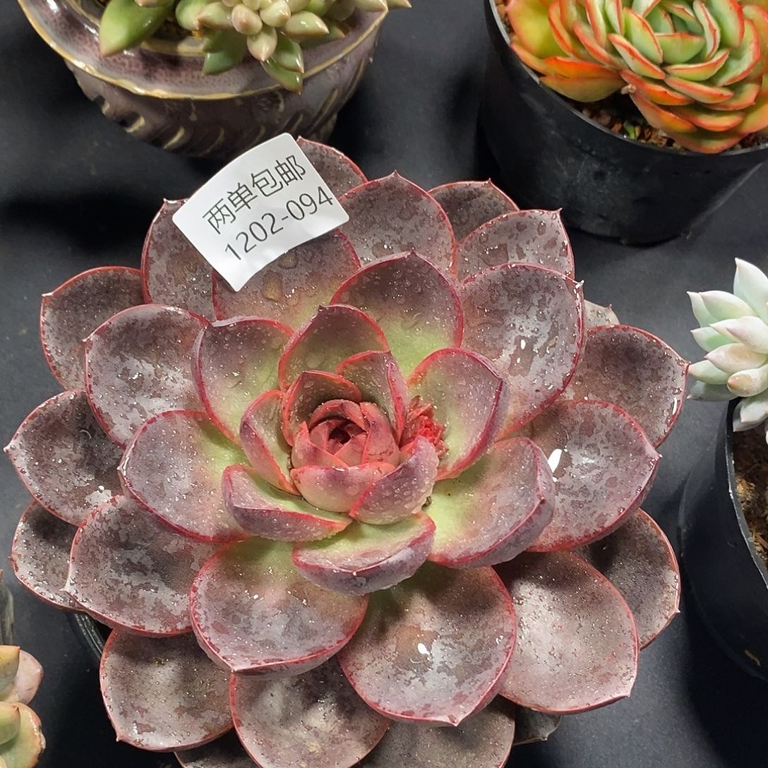 酸奶多肉 巧克力玫瑰94