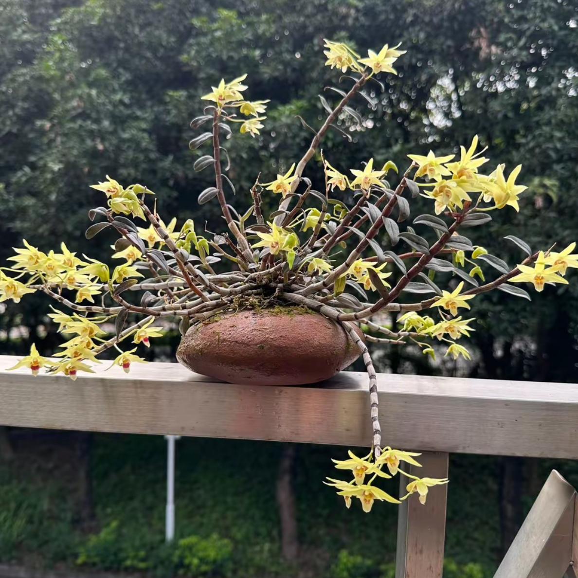 铁皮石斛花卉块状一片一物一拍（五年苗，根部有剪过痕迹介意勿拍）