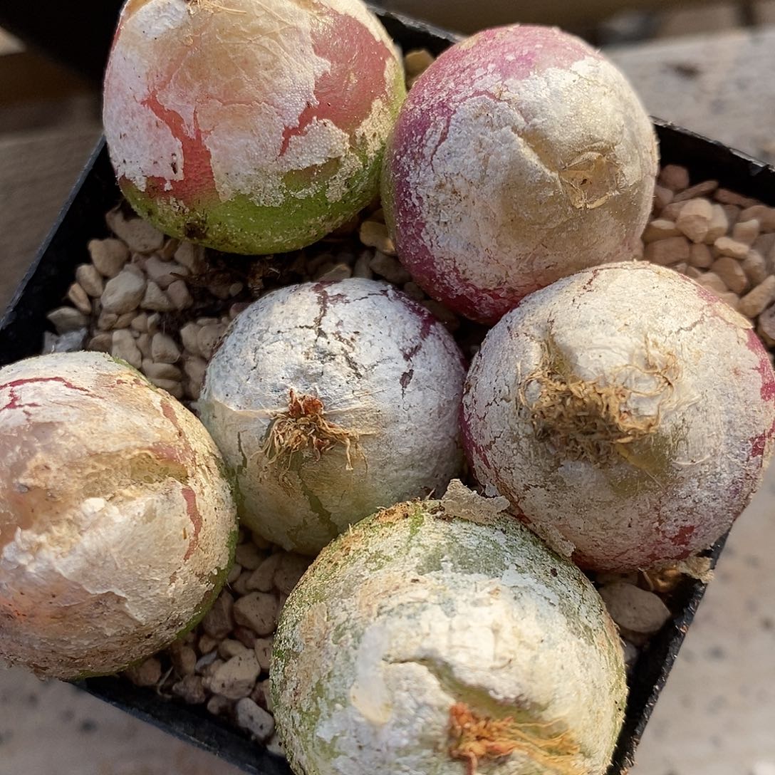 2521母本大灯泡有瑕疵一组2.5厘米左右