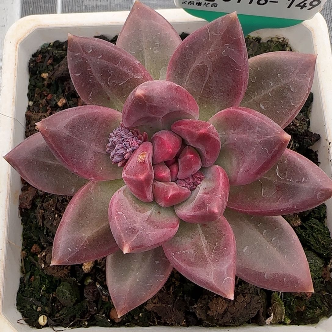 从前慢花园精选0116-149