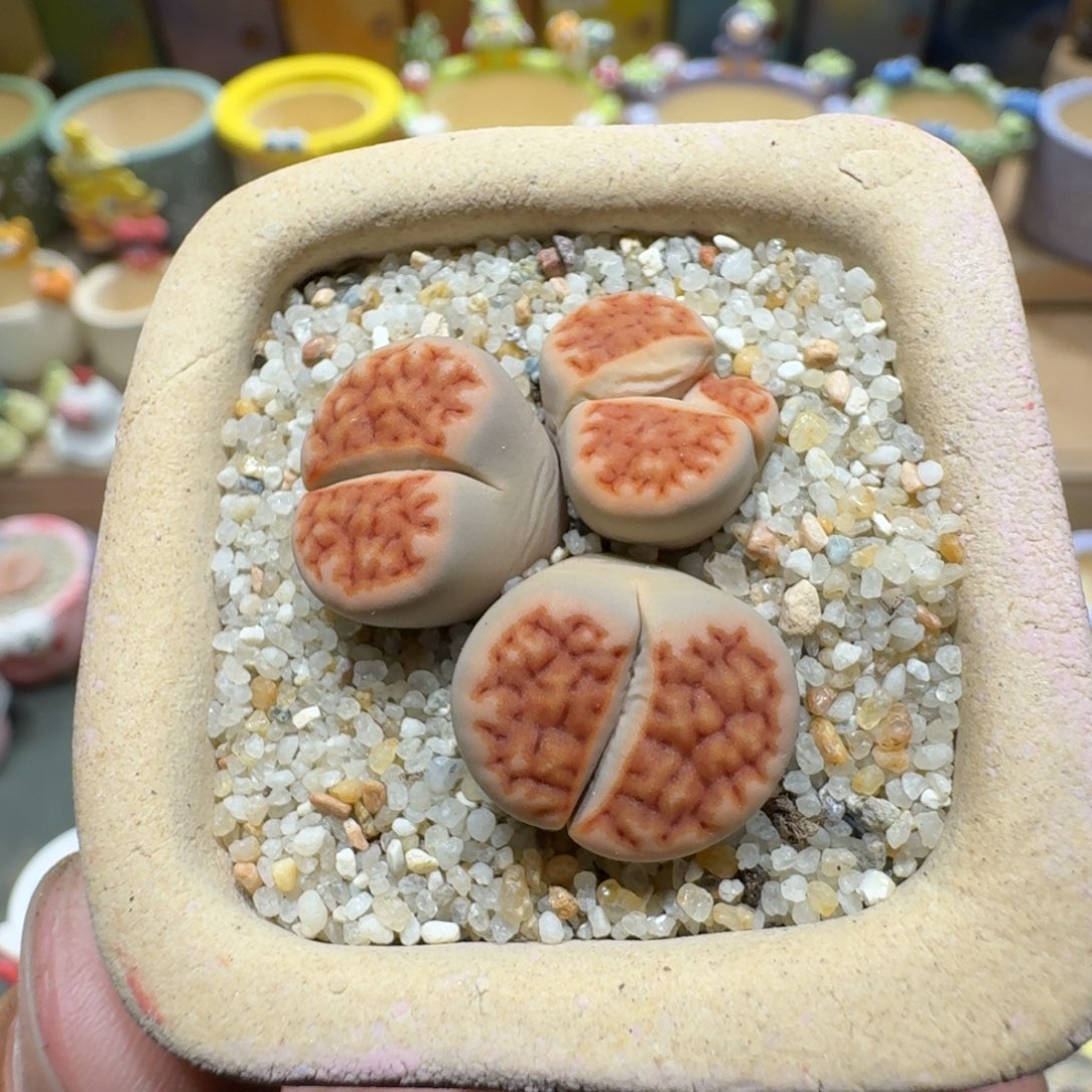 蘑菇1304红窗多肉植物