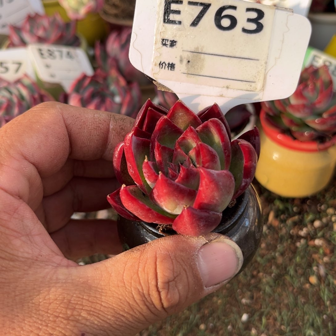 惊鸿一瞥763号多肉