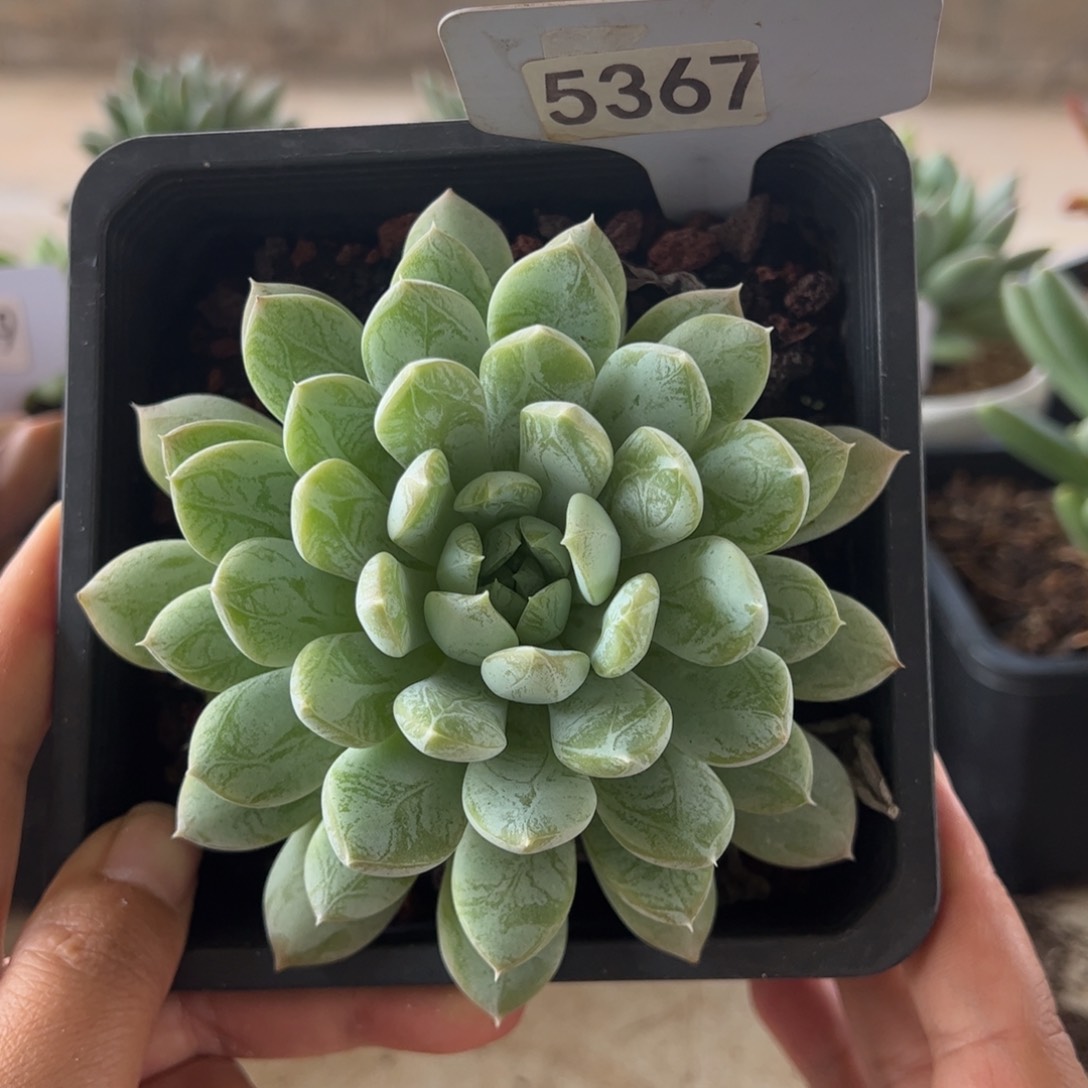 【闪购商品】白泽。5367。 111111