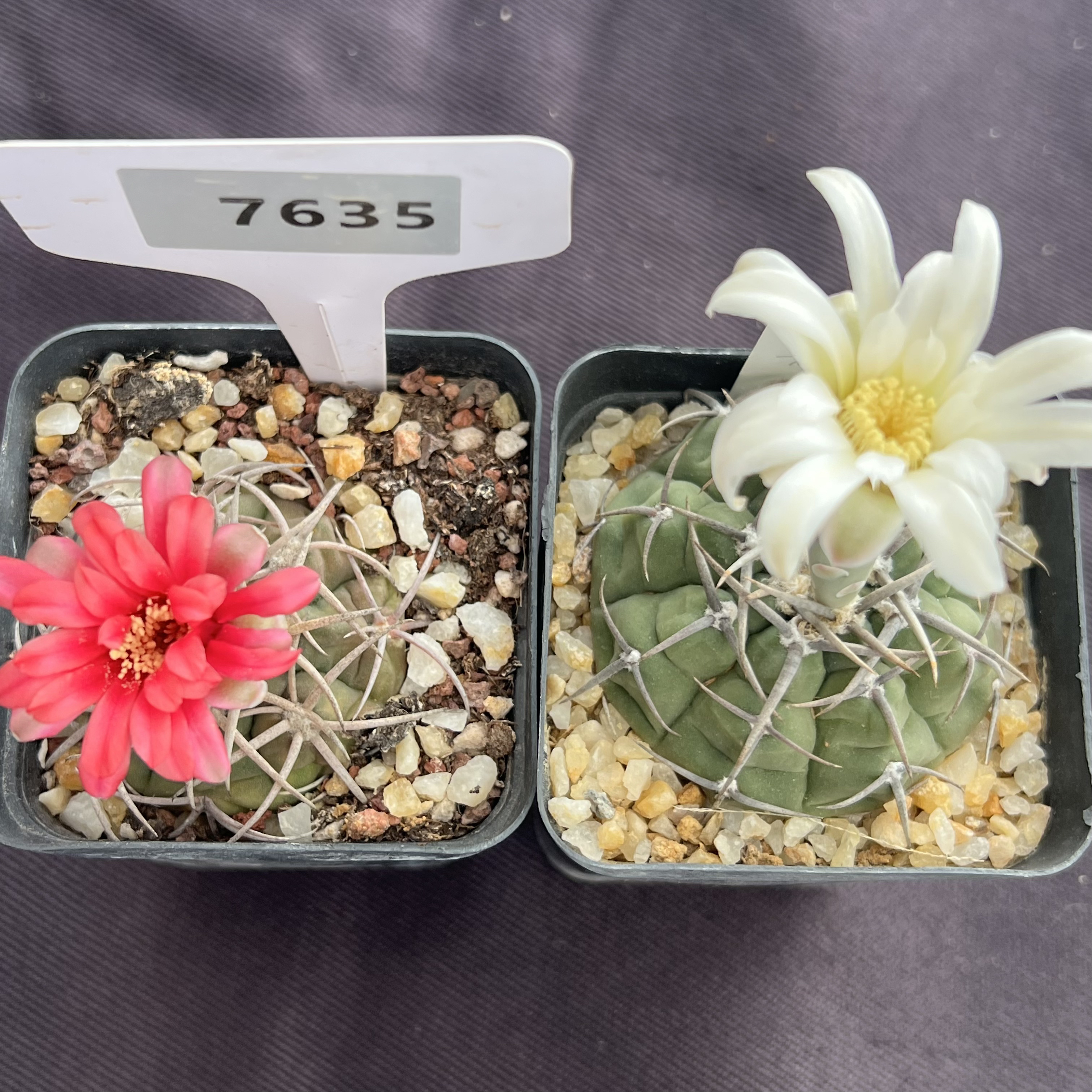 7635三刺玉和火东球实生裸根发