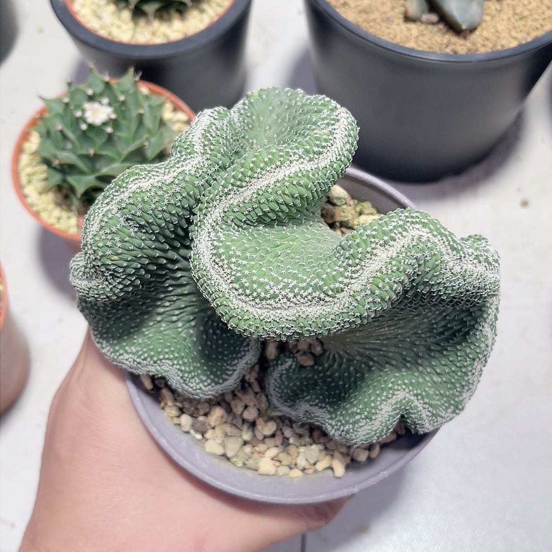 实生菊水缀化12.4cm