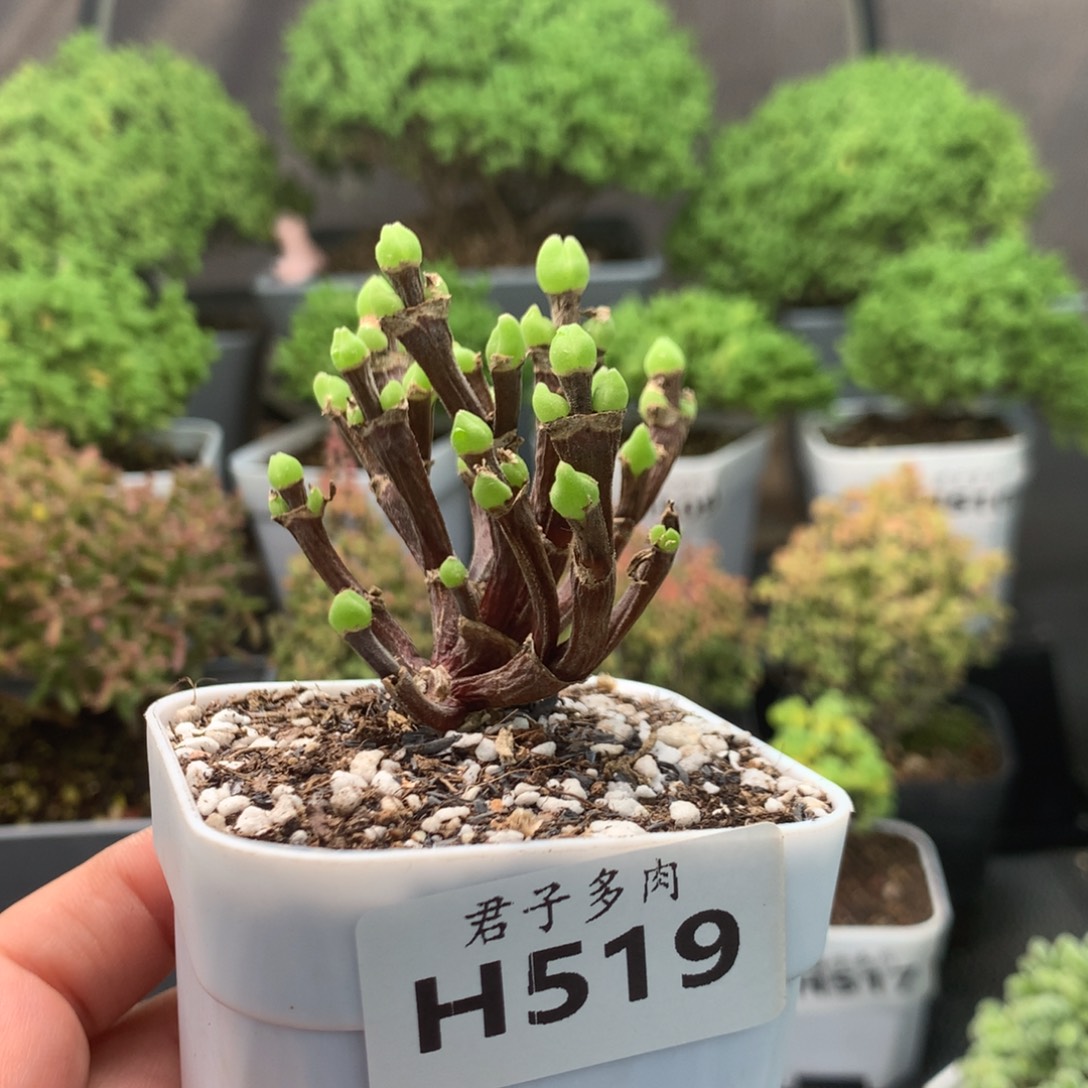 519枝干兔子。                 