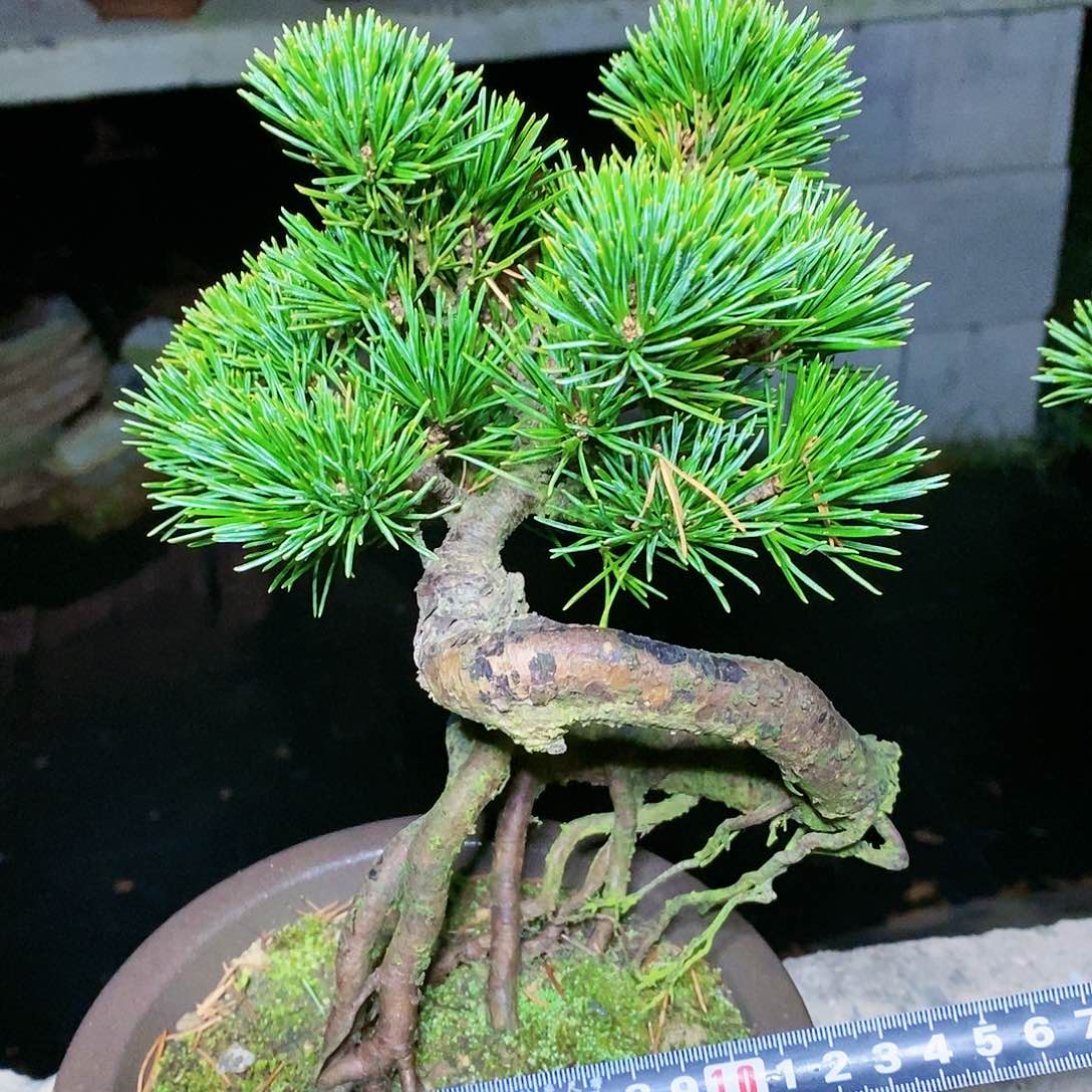 【闪购商品】无花朵