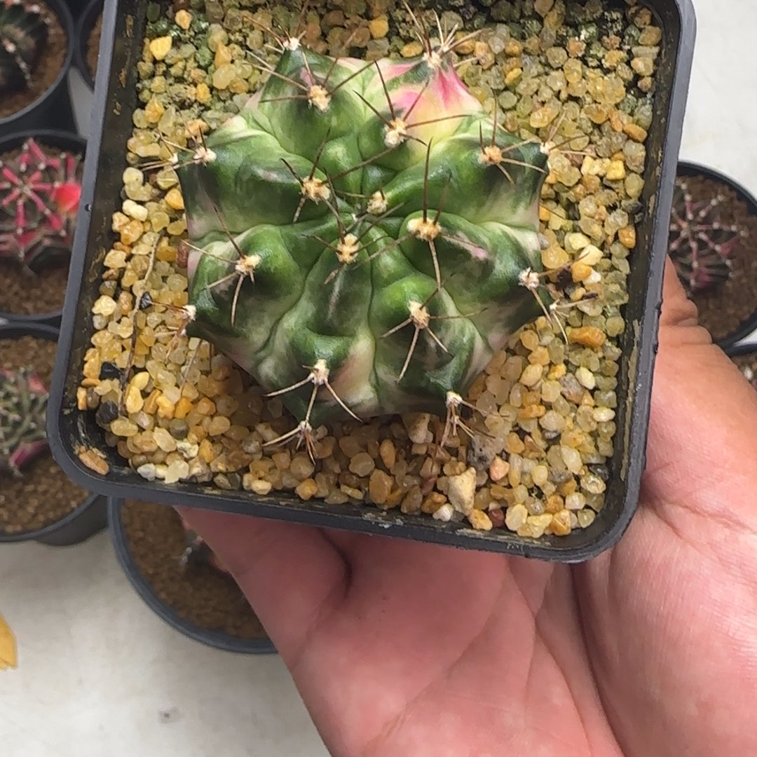 116-1229泰国发货多肉