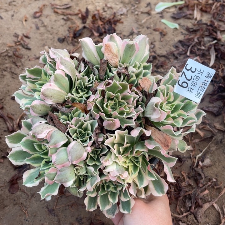 329白凤小绣球1北