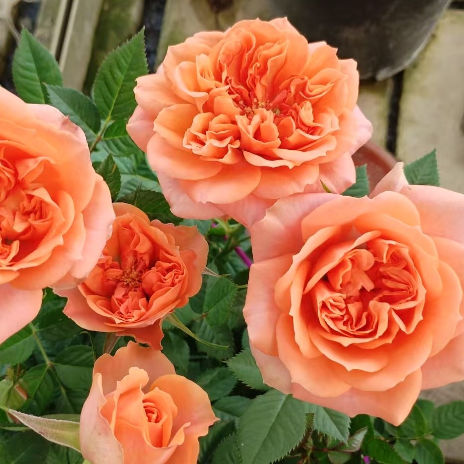 精品大盆卫子夫玫瑰带花苞发货好养易活庭院阳台基地直发